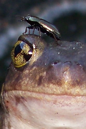 Eastern spadefoot toad with beetle
