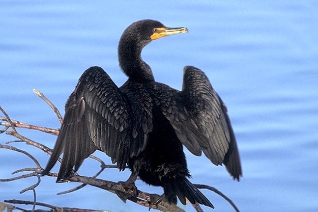 double-crested_cormorant_at_ding_darling_nwr