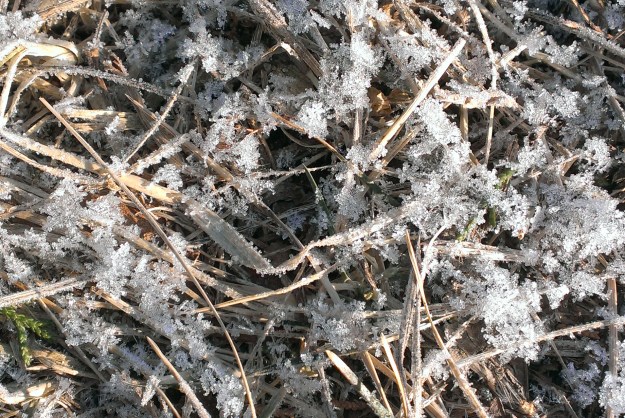 Confetti Snow, E. Thompson