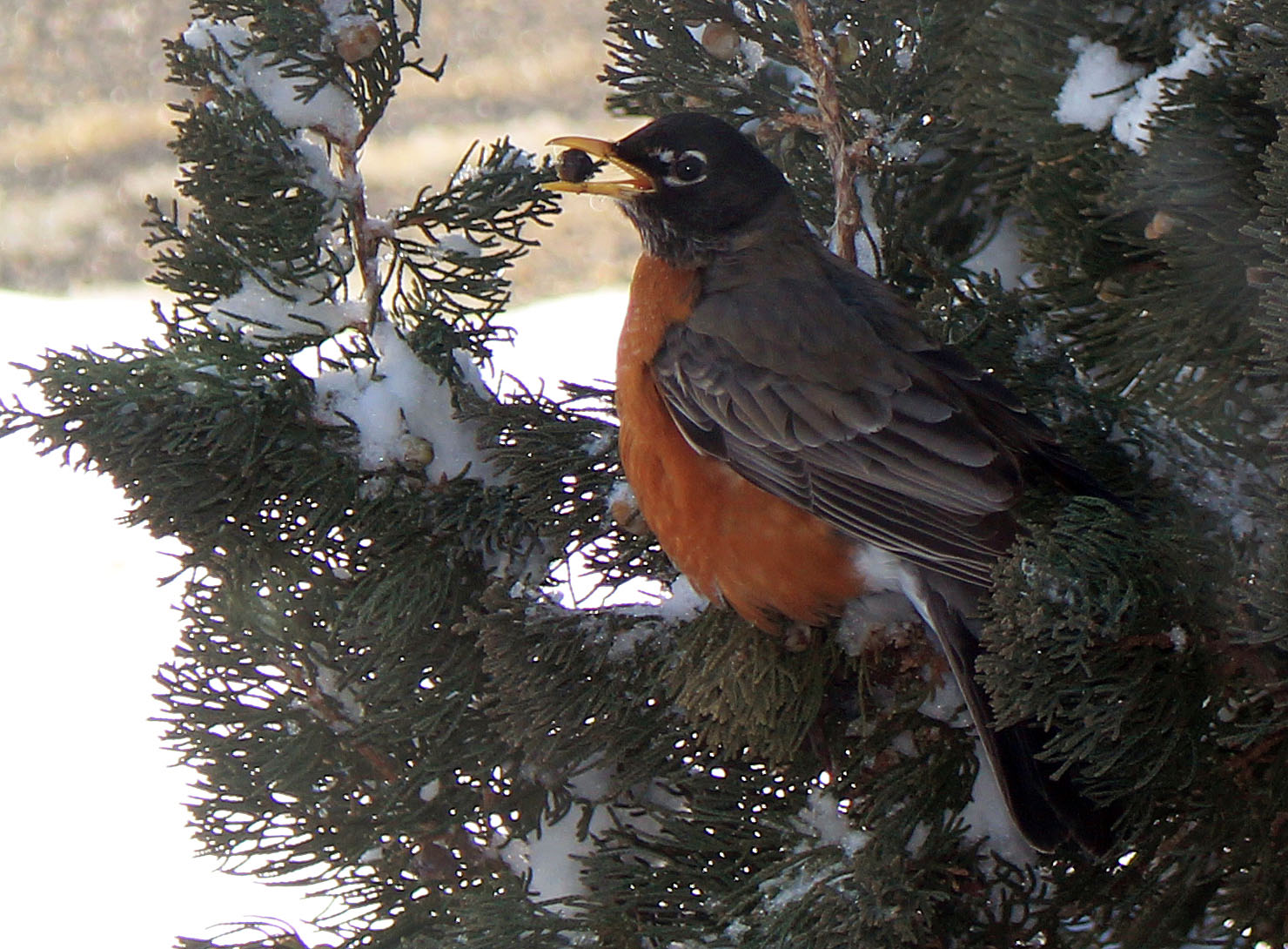 IMG_1177crop_edited-1